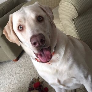 Meet your Posher, Casey